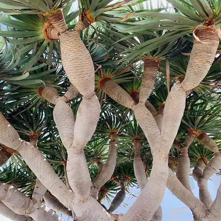 El Drago * Costa Teguise